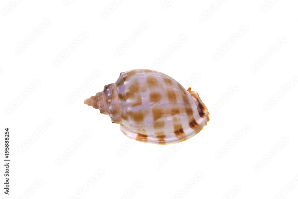 shell isolated on white background shell isolated on white background