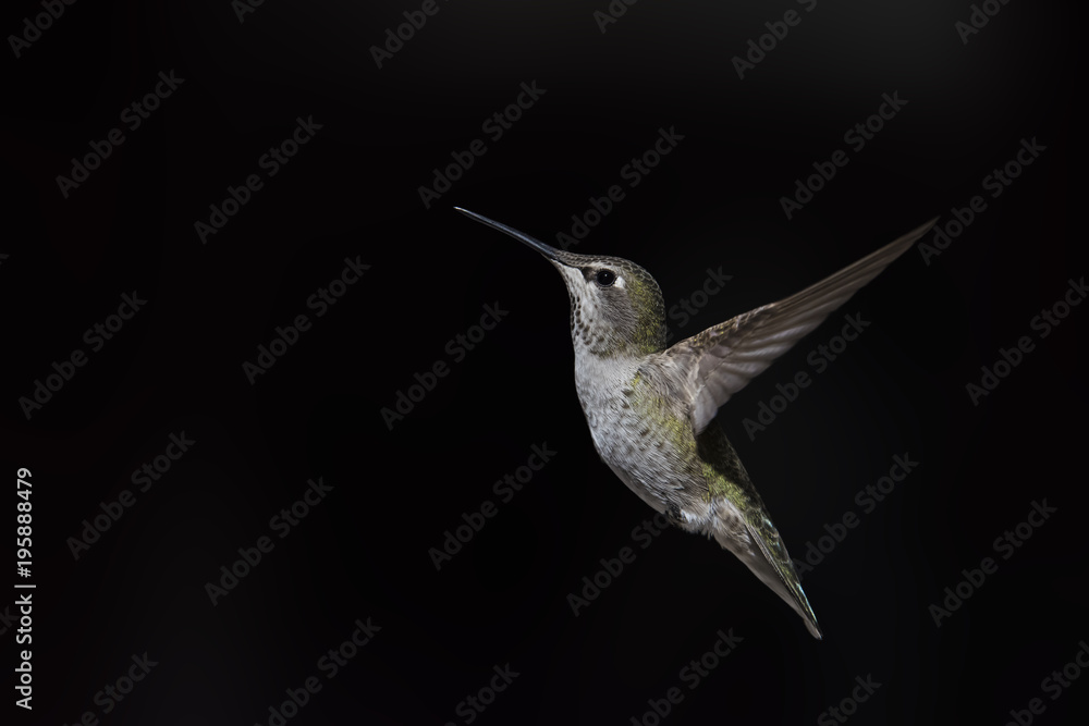 Obraz premium Annas Hummingbird (Calypte Anna) in Flight