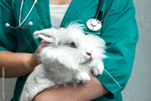 doctor in a green uniform stands and holds a white rabbit