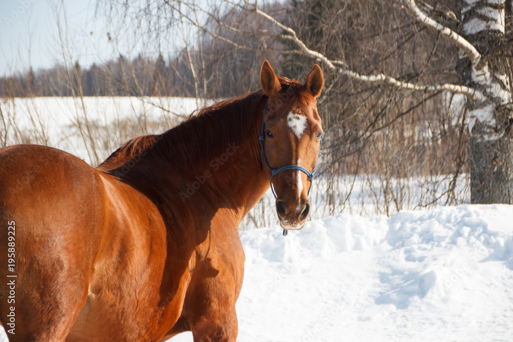 Obraz premium Red horse on white snow