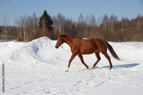 Red horse trotting in snow