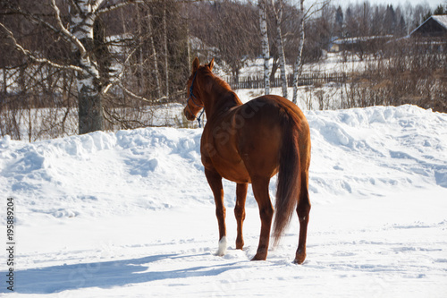 Red horse on white snow