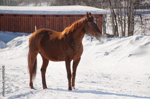 Red horse on white snow