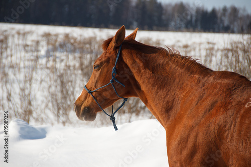 Red horse on white snow