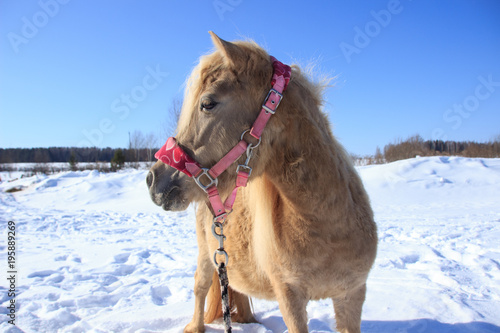 light little horse on snow background