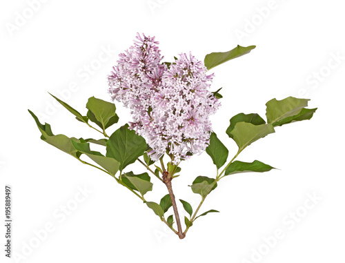 Fototapeta Naklejka Na Ścianę i Meble -  Stem with light purple lilac flowers isolated against white