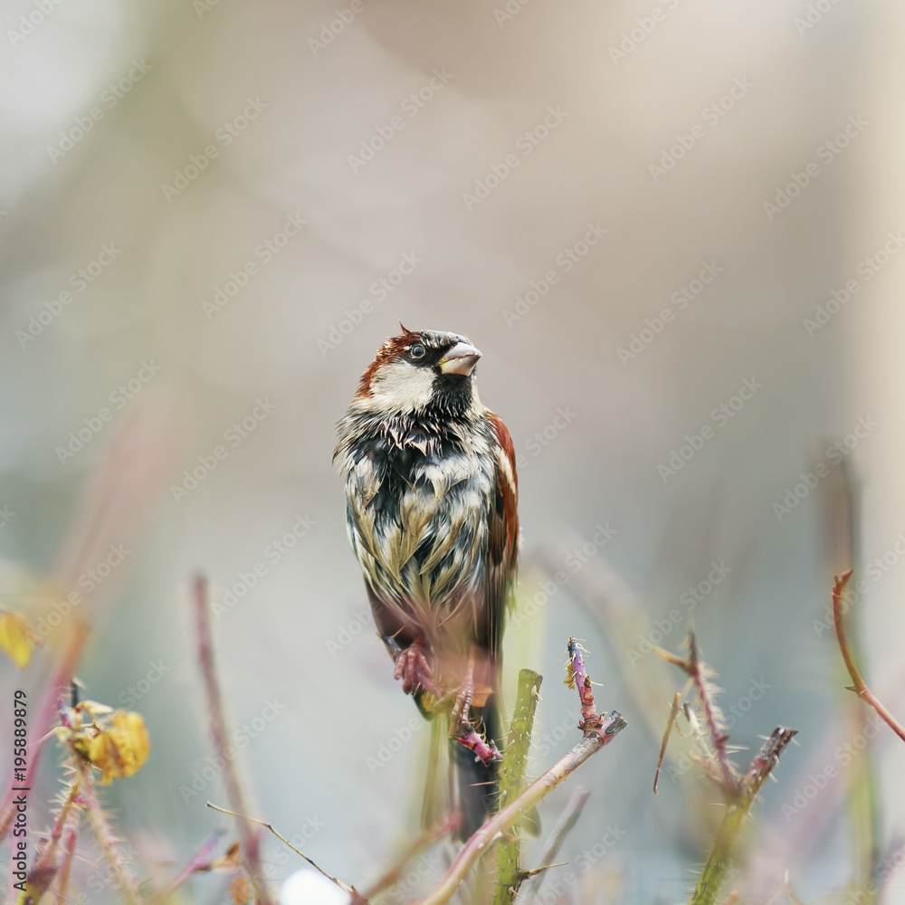 portrait of a funny little bird sitting on a thorny Bush and dry the  feathers in a Sunny spring day Stock Photo | Adobe Stock