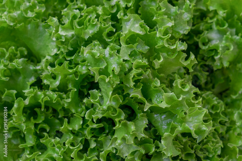 Fresh organic green lettuce background. Vegetable salad lettuce.