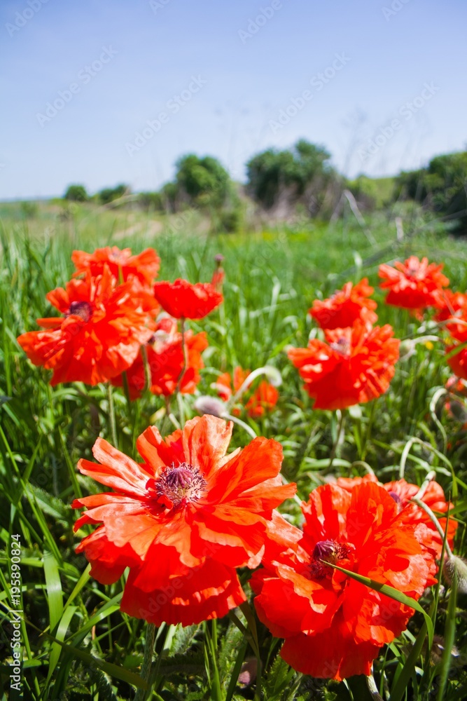 Bright sunny spring landscape with big bright poppy flowers in foreground Bright sunny spring landscape with big bright poppy flowers in foreground