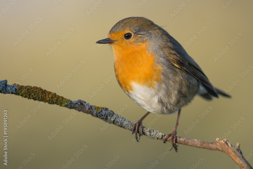 Fototapeta premium Here you´ve got a cute robin (Erithacus rubecula) with a beautiful sunlight and a soft and blurred background.