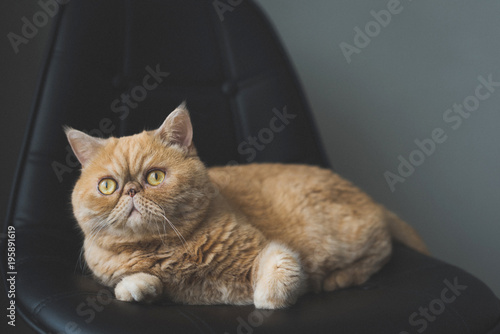 Beautiful exotic shorthair cat laying on leather chair. Selective focus, toned image photo