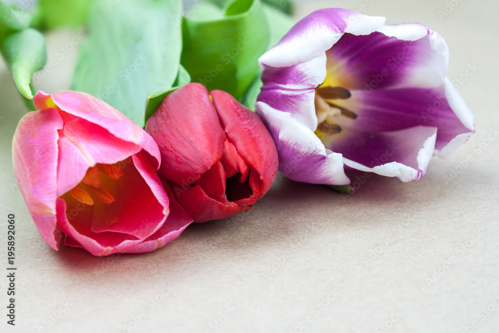 Multicolored tulips on a sheet of paper Multicolored tulips on a sheet of paper