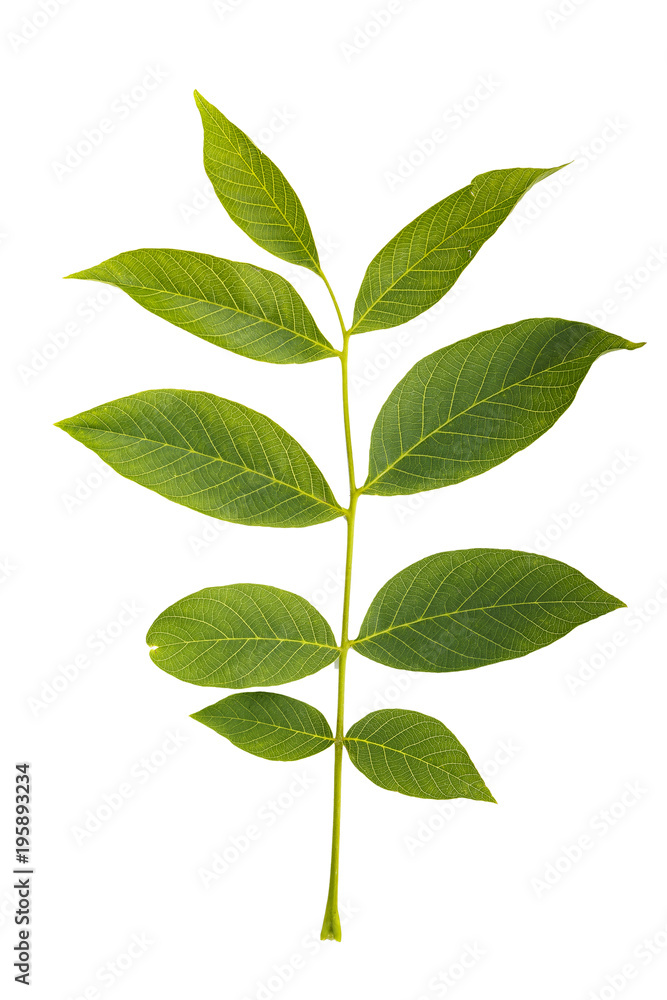 walnut leaf on white background