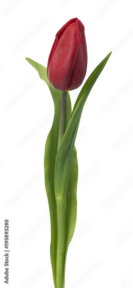 Fototapeta Single Detailed red tulip isolated on white background. Could easily be used for art project or conceptual ideas.