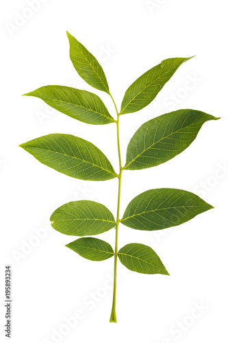 walnut leaf on white background