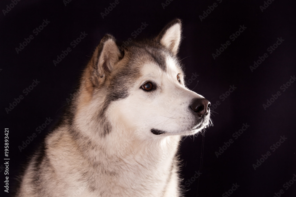 portrait of a dog breed Alaskan Malamute on a black background