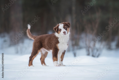 Fototapeta Naklejka Na Ścianę i Meble -  Australian shepherd puppy in winter
