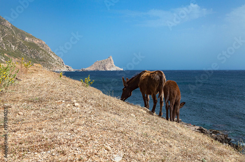 Isola di Marettimo - Sicilia - italy con i tipici asini liberi