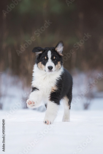 Australian shepherd puppy running in winter