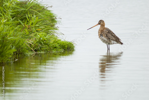 Black-tailed godwit at the Uitkerkse polders photo