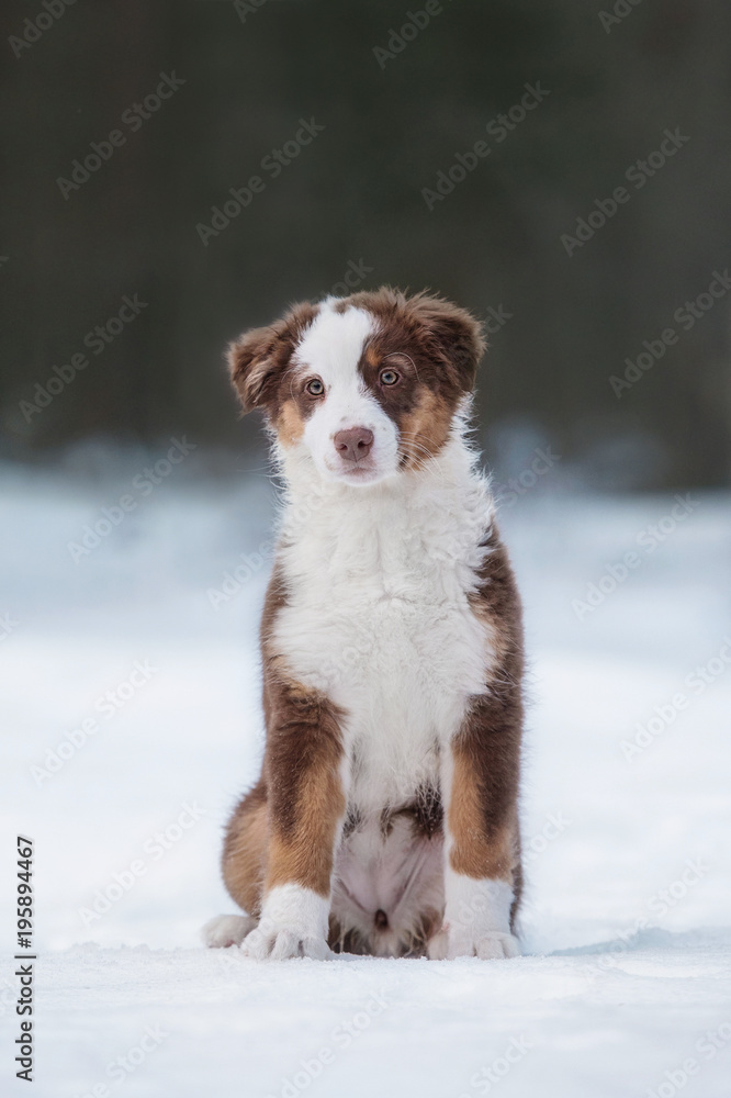 Australian shepherd puppy in winter