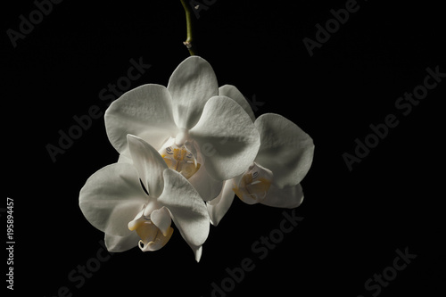 Fototapeta Naklejka Na Ścianę i Meble -  White orchid flowers on black background