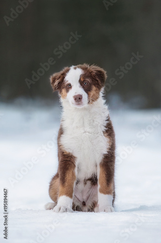 Fototapeta Naklejka Na Ścianę i Meble -  Australian shepherd puppy in winter