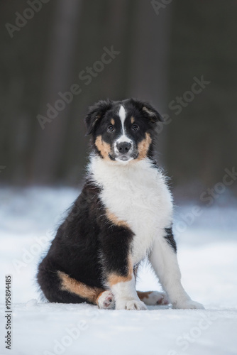 Australian shepherd puppy in winter