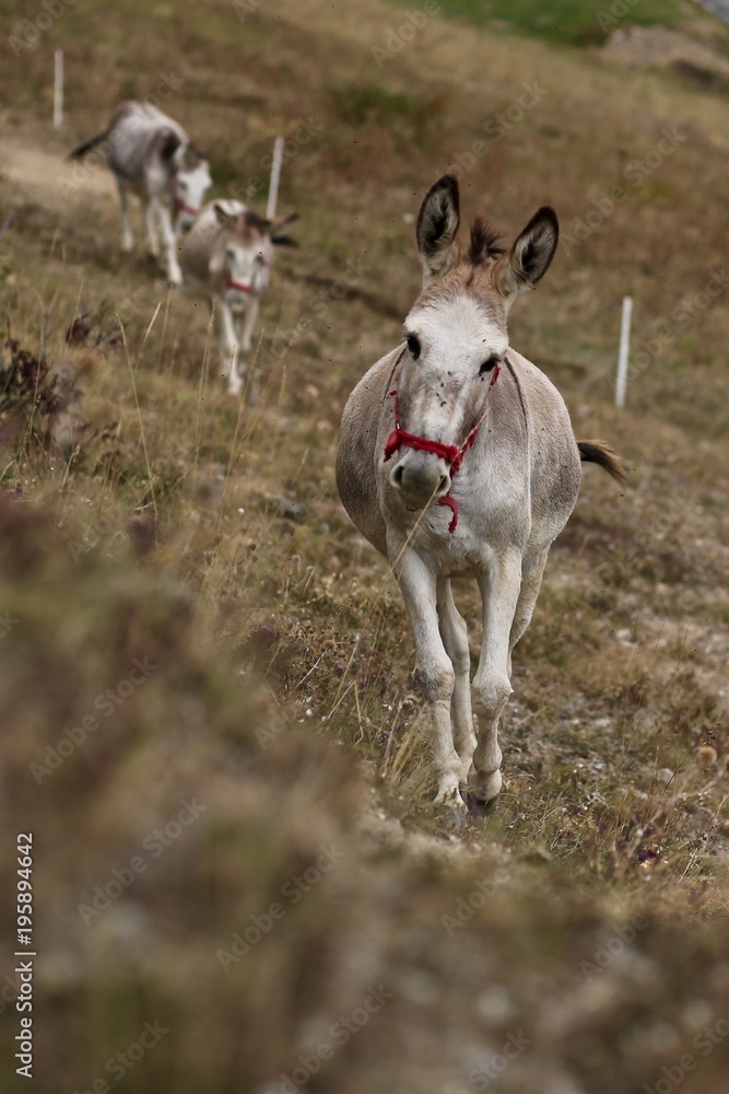 Obraz premium trois ânes 