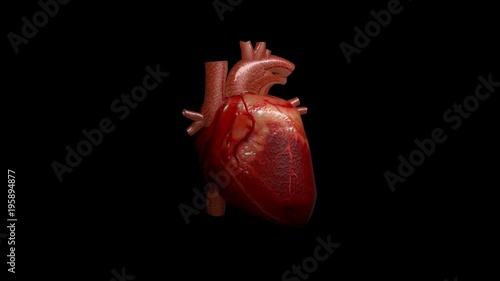 3D animation of a beating human heart with alpha channel