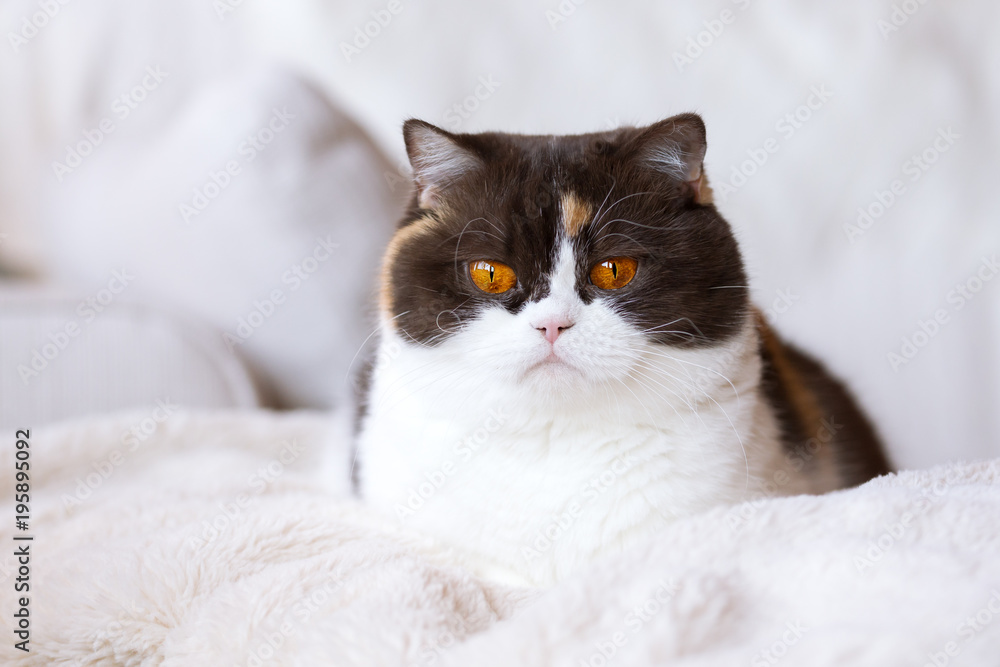 Britisch Kurzhaar Glückskatze Katze in chocolate tortie white - orange Augen - auf Couch