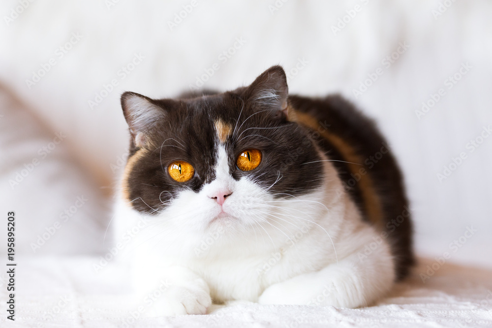 Britisch Kurzhaar Glückskatze Katze in chocolate tortie white - orange  Augen - auf Couch Stock Photo | Adobe Stock