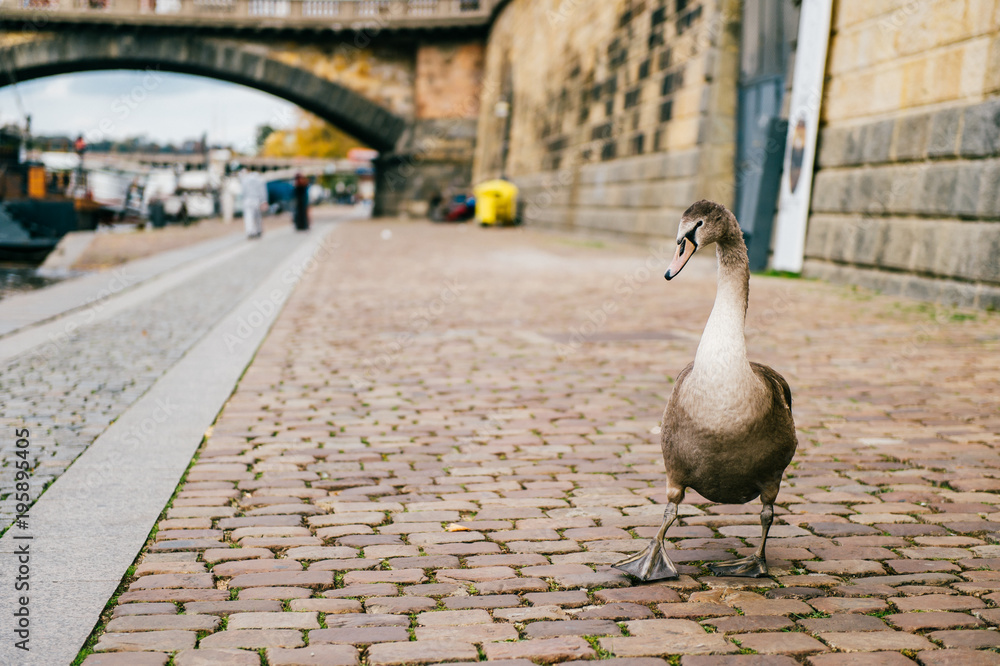 Fototapeta premium Goose leader funny portrait. Swan walking on river coast in Prague. Beautiful comic bird posing in city street in summer day. Feathered gray swan stepping on stoney embankment outdoor at nature.
