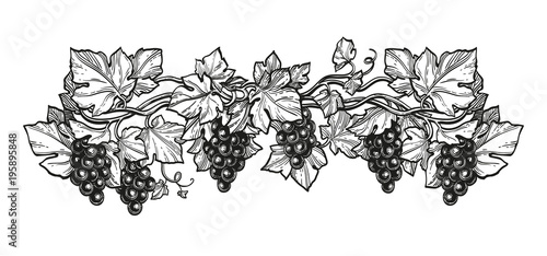 Ink sketch of grapes.