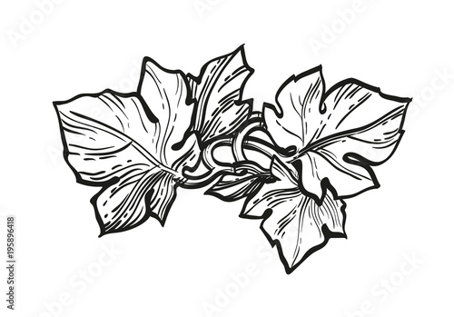 Ink sketch of grape leaves.