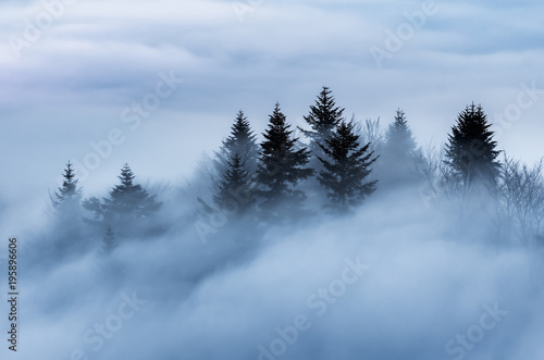 Misty mountain landscape in the morning, trees in fog, Poland © tomeyk