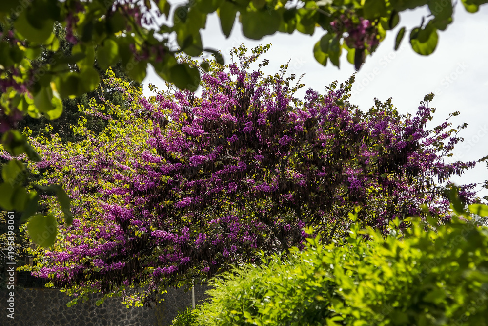 Obraz premium View of the beautiful blossoming tree among green plantings