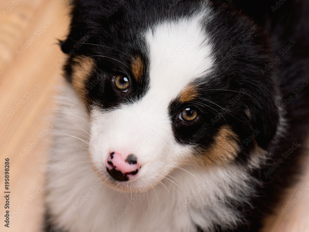 Australian Shepherd purebred puppy, 2 months old looking at camera - close-up portrait. Black Tri color Aussie dog at home. 