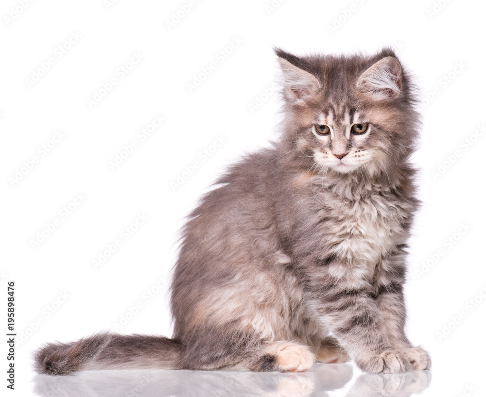 Maine Coon kitten 2 months old. Cat isolated on white background. Portrait of beautiful domestic kitty.