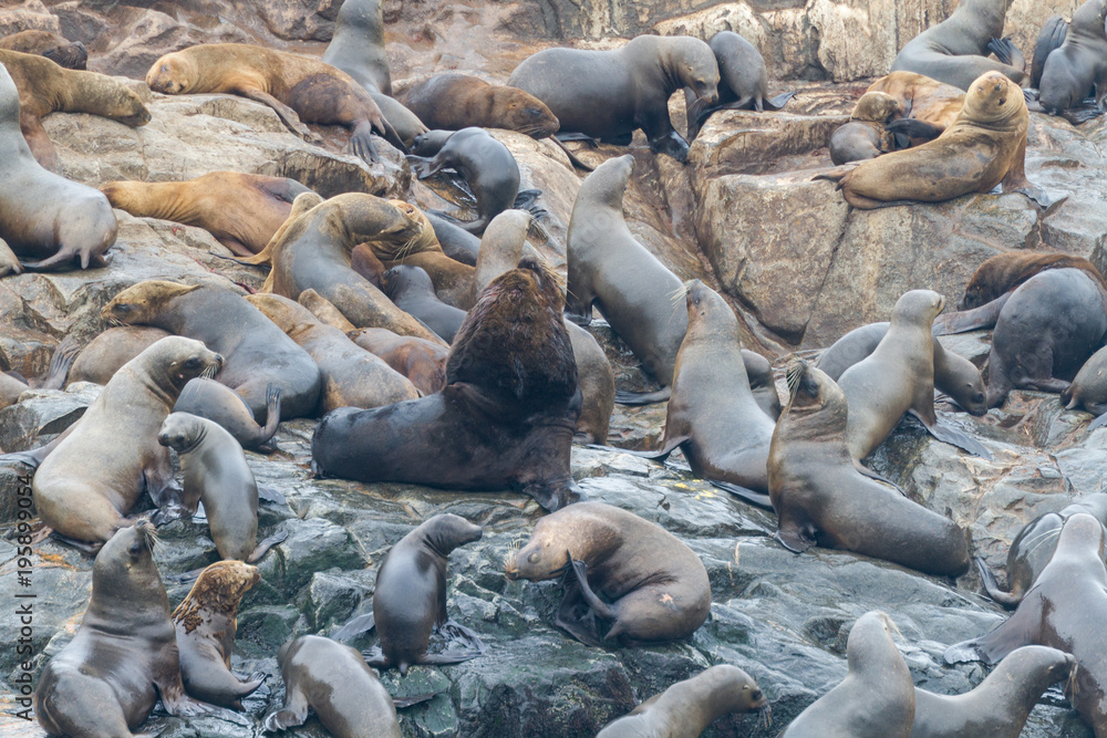 Fototapeta premium Sea lions on a rock at the coast near Lima