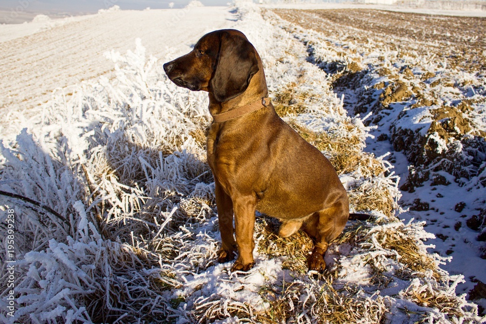 Bavarian Mountain Hound on winter meadow Bavarian Mountain Hound on winter meadow