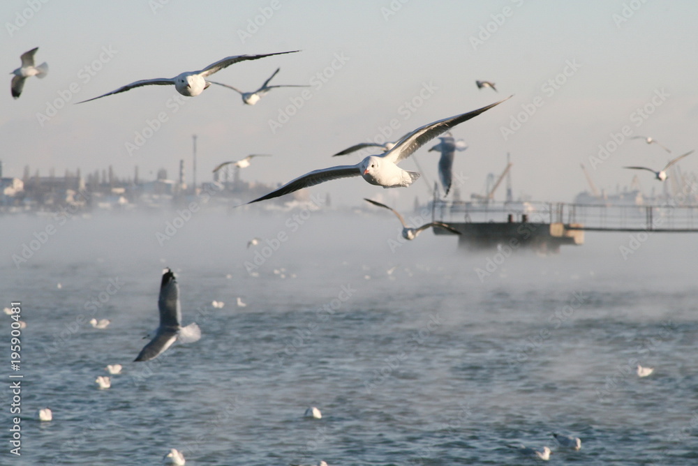 seagulls flying near the cold frosty water of the port of the black sea