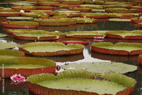 water lilly victoria at the mauritius botanical garden