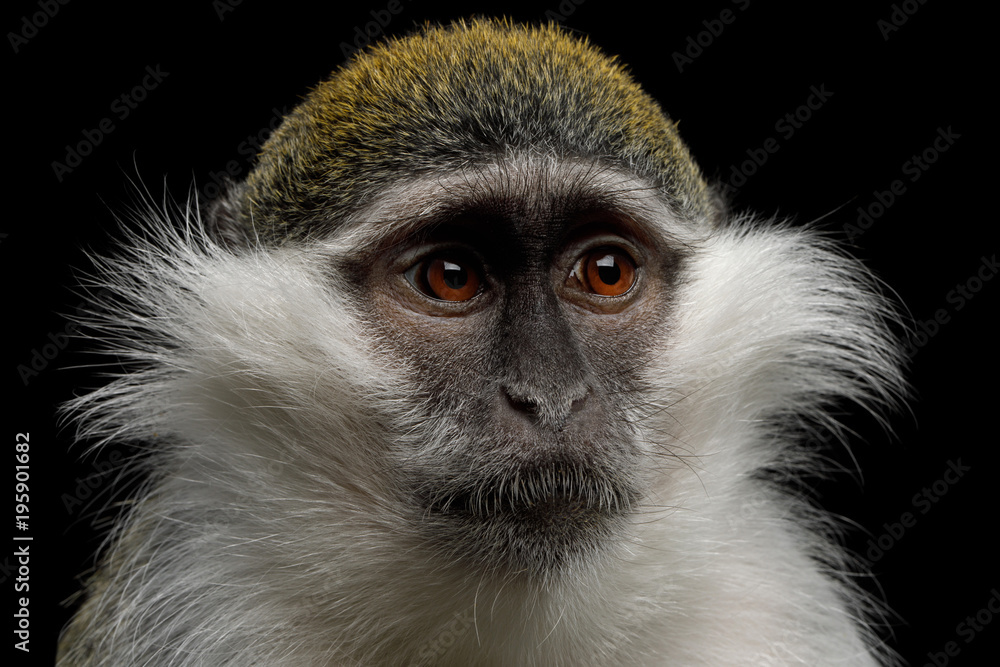 Close-up Portrait of Green Monkey Isolated on Black Background Close-up Portrait of Green Monkey Isolated on Black Background