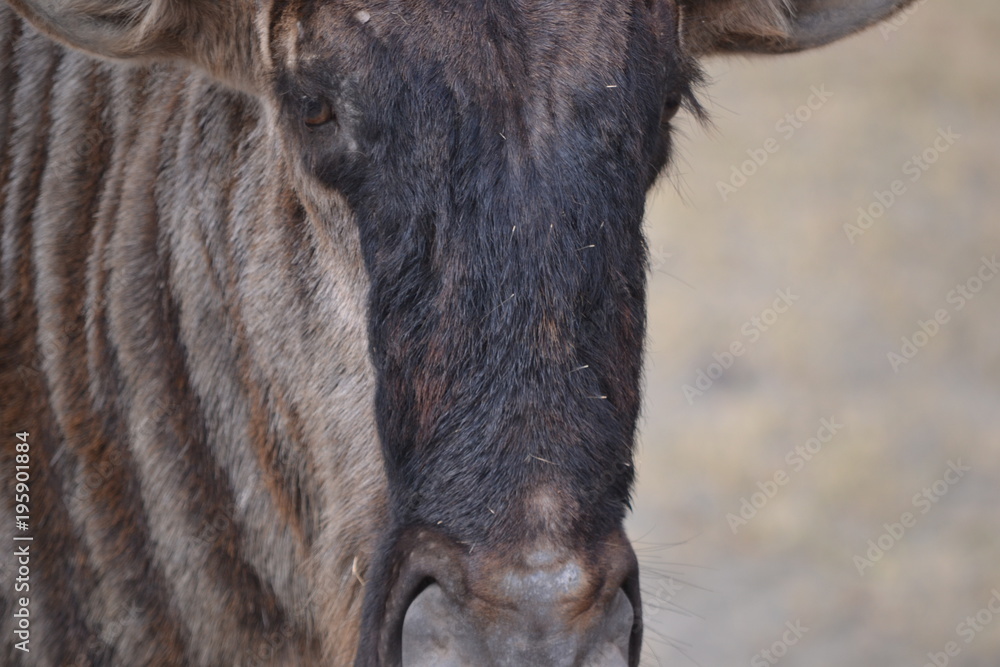 Fototapeta premium Gnou en plan rapproché