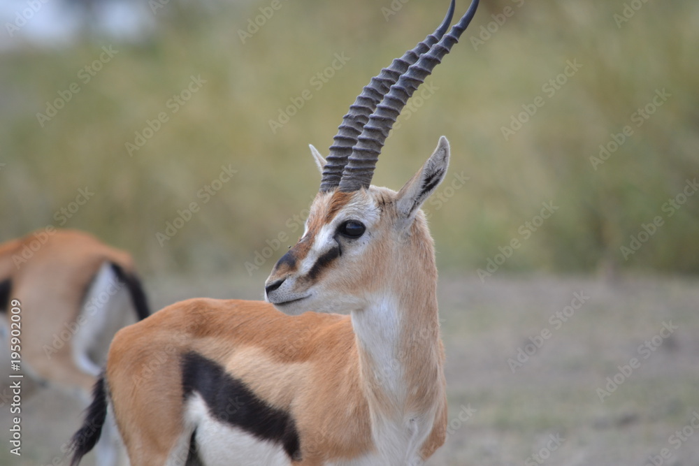 Gazelle de profil Gazelle de profil