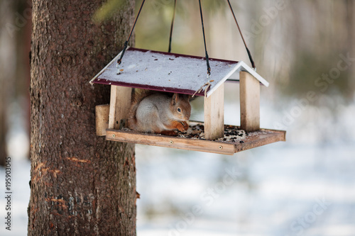 A furry gray squirrel eats sunflower seeds and nuts, sitting in a trough in the winter forest.