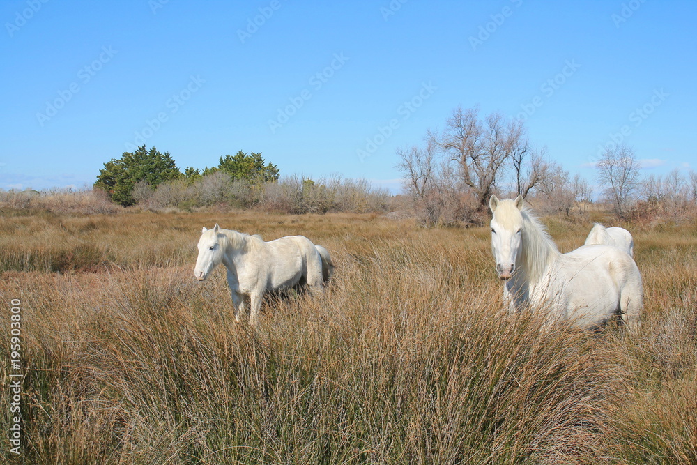 Fototapeta premium Magnéfiques chevaux blancs de Camargue, France