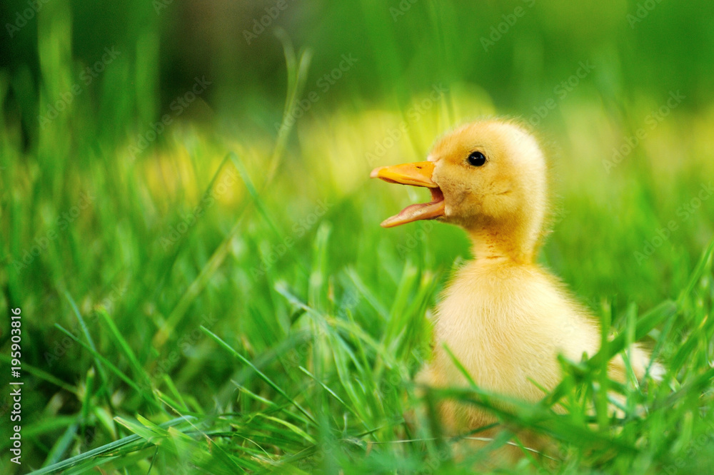 Small duck of green grass Small duck of green grass