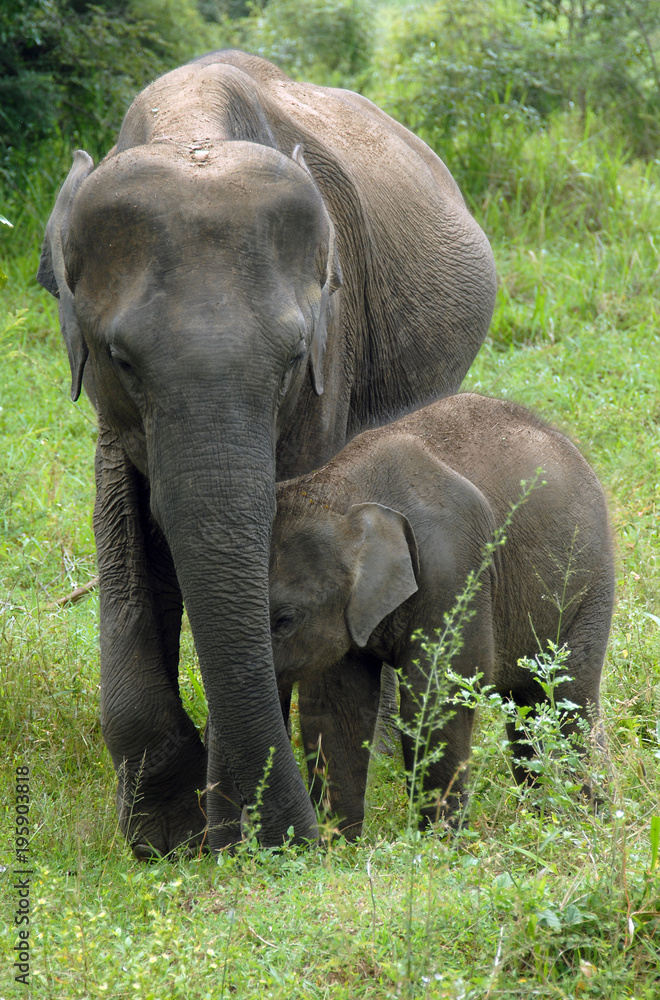 Fototapeta premium Baby Elephant and mother seen during a safari in the Udawalawe National Park. (Elephas maximus)